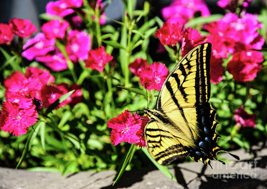 A beautiful Swallowtail Butterfly sits quietly on a bed of dianthus flowers.  Photograph by Gunther Allen