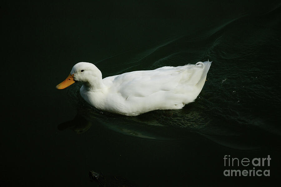 A Beautiful White Duck Photograph by Felix Lai