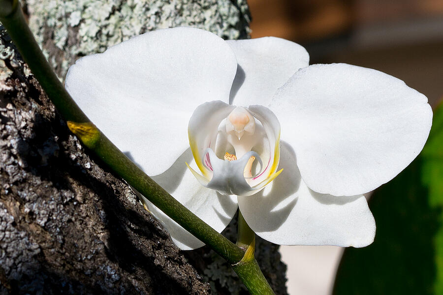 A beautiful white orchid of the phalaenopsis family. Photograph by CRMacedonio