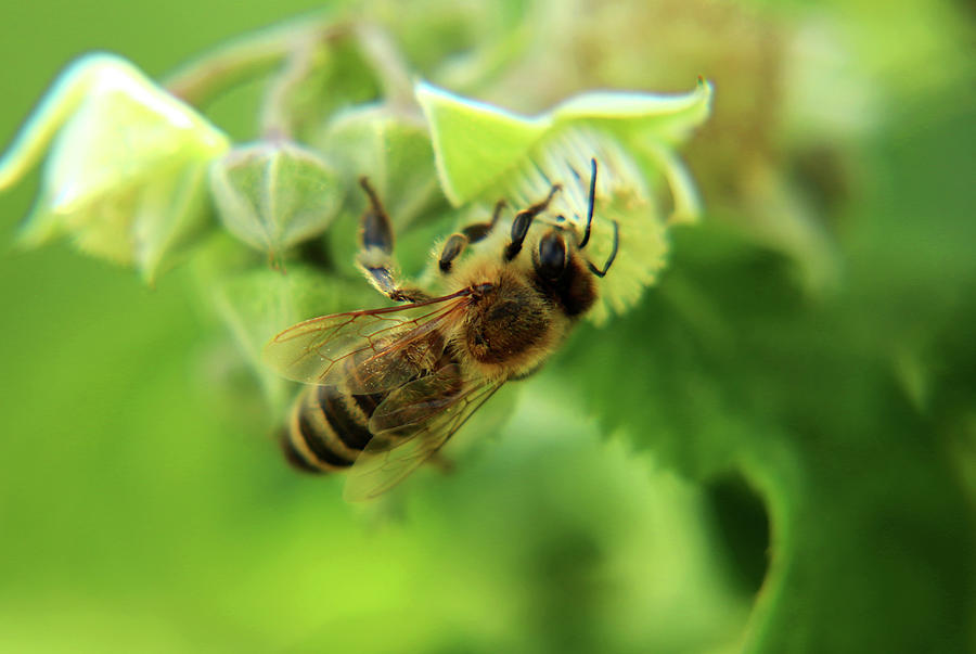 A beautiful wings full of pollen western honey bee, Apis mellifera ...