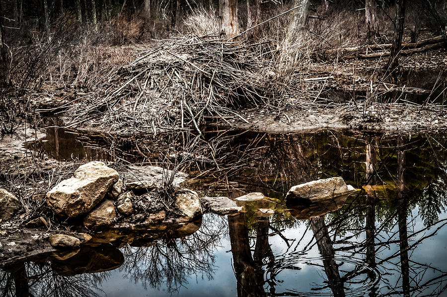 A Beavers Lodge Photograph by Metanoia Photography Gallery