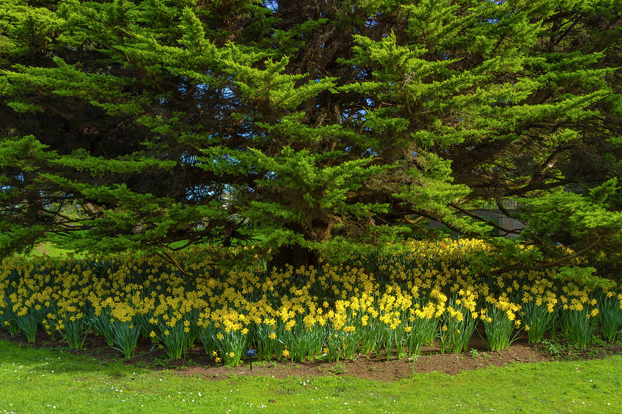 A Bed Of King Alfred Daffodils Photograph
