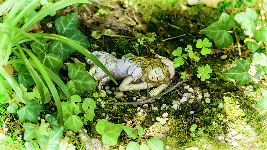 A Bed Of Moss And Rocks Photograph