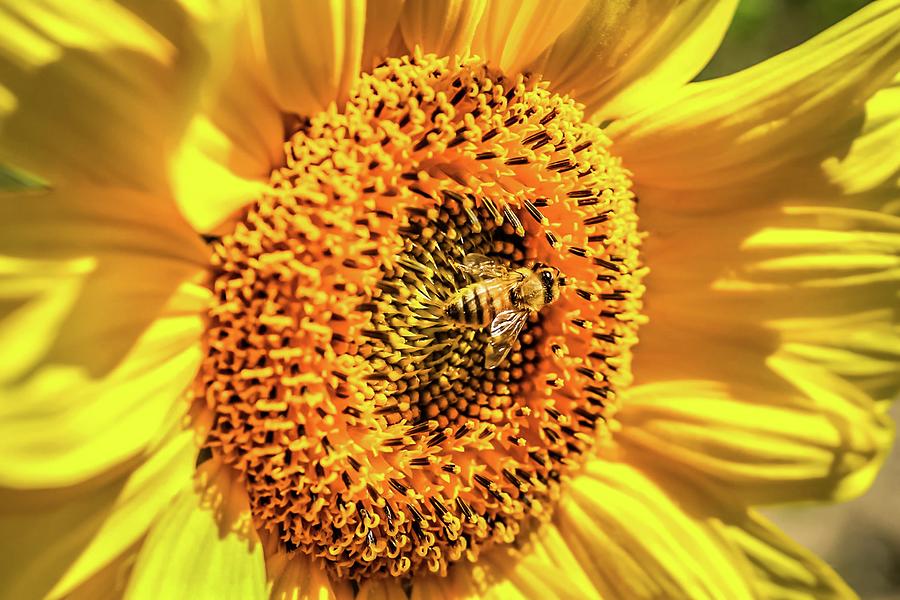 A bee and his flower Photograph by Gayne Dorio - Fine Art America