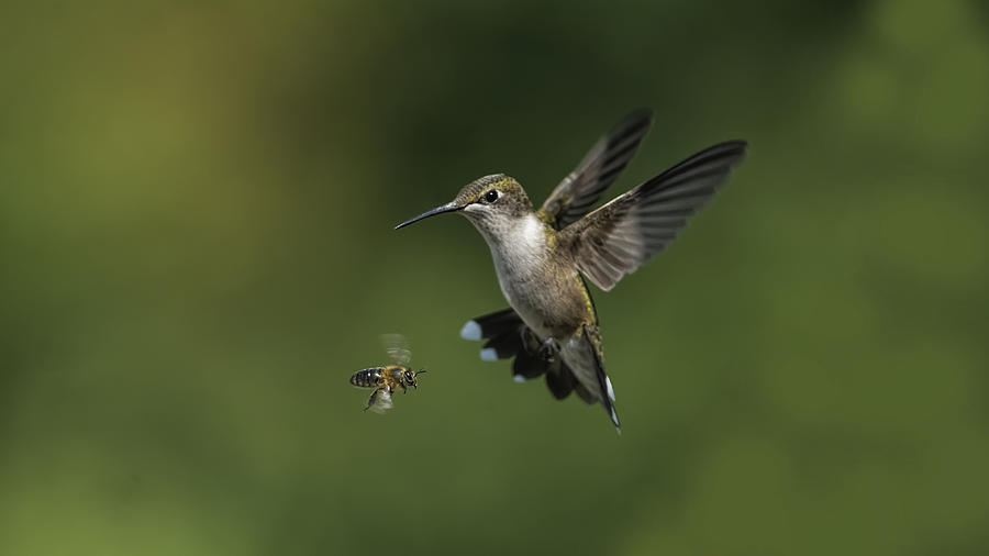 A bee and hummingbird in flight. Photograph by Daniel Ripplinger / DansPhotoArt
