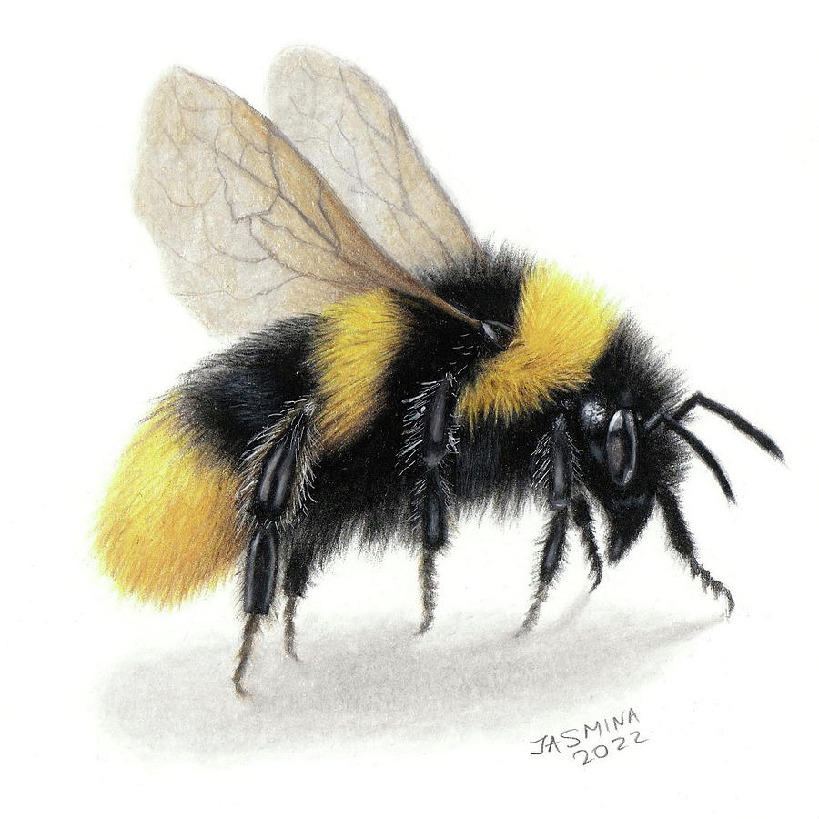 A Bee Colored Pencil Drawing Drawing by Jasmina Susak Fine Art America
