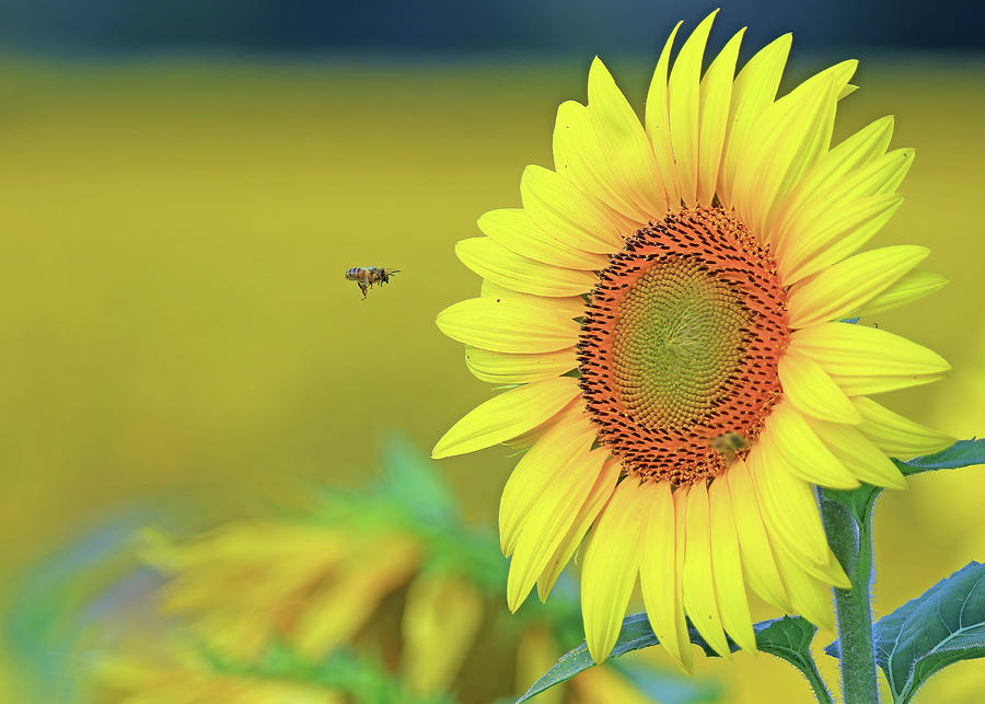 A Bee Flying toward a Sunflower Photograph by Shixing Wen