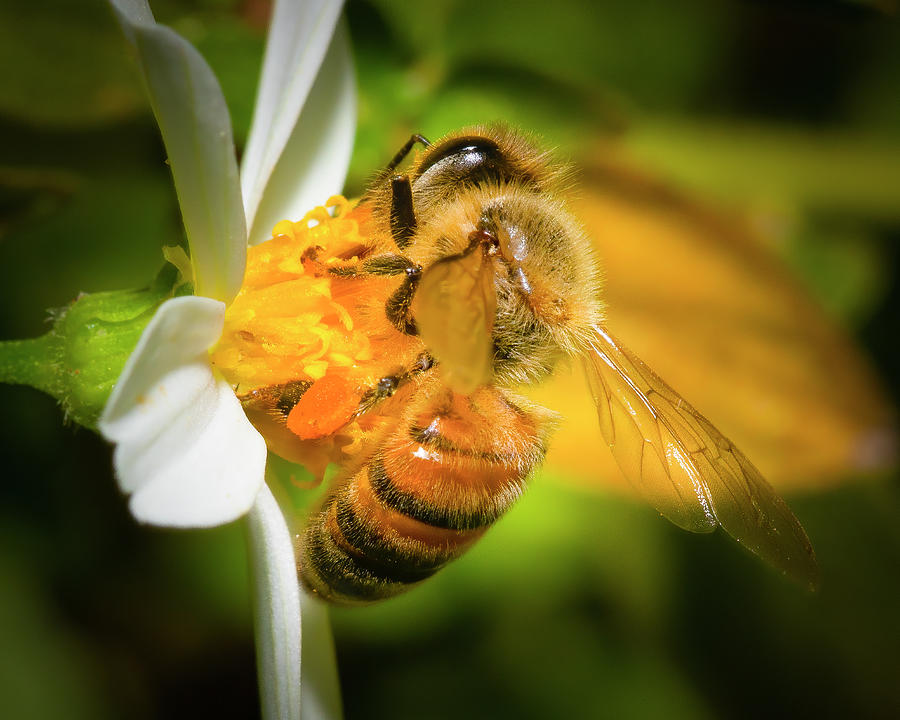 A Bee in the Garden Photograph by Mark Andrew Thomas