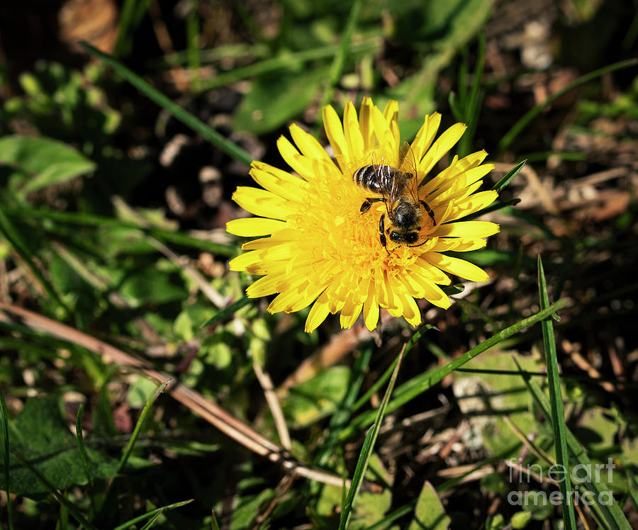 A Bee Is Dancing On A Dandelion Flower Photograph