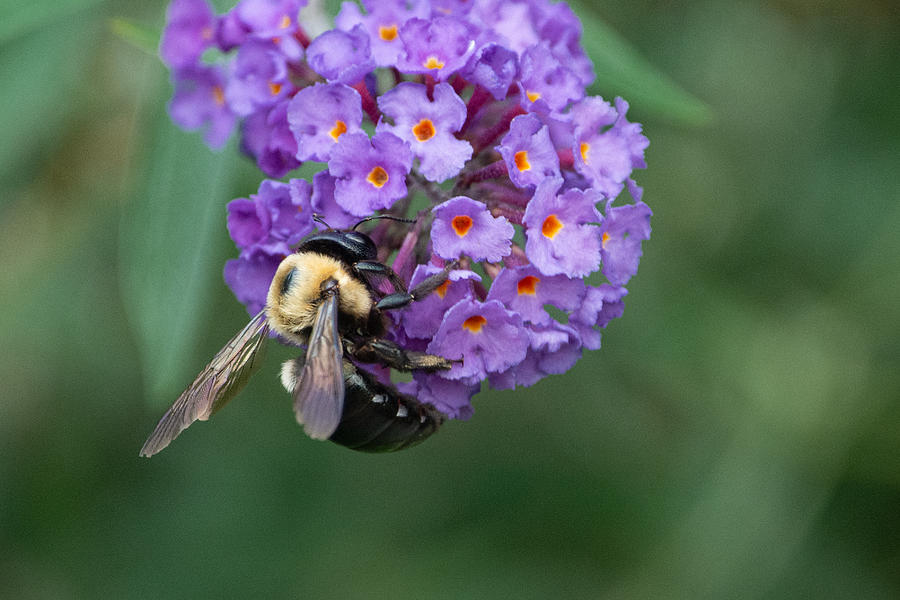 A Bee Photograph by Linda Bonaccorsi