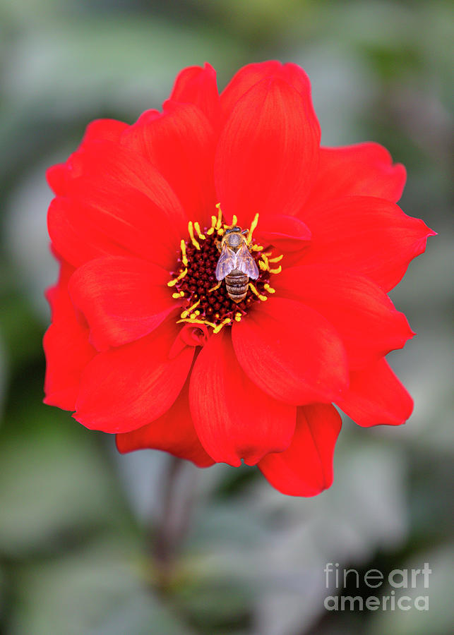 A Bee On A Red Bishop Of Llandaff Dahlia Photograph