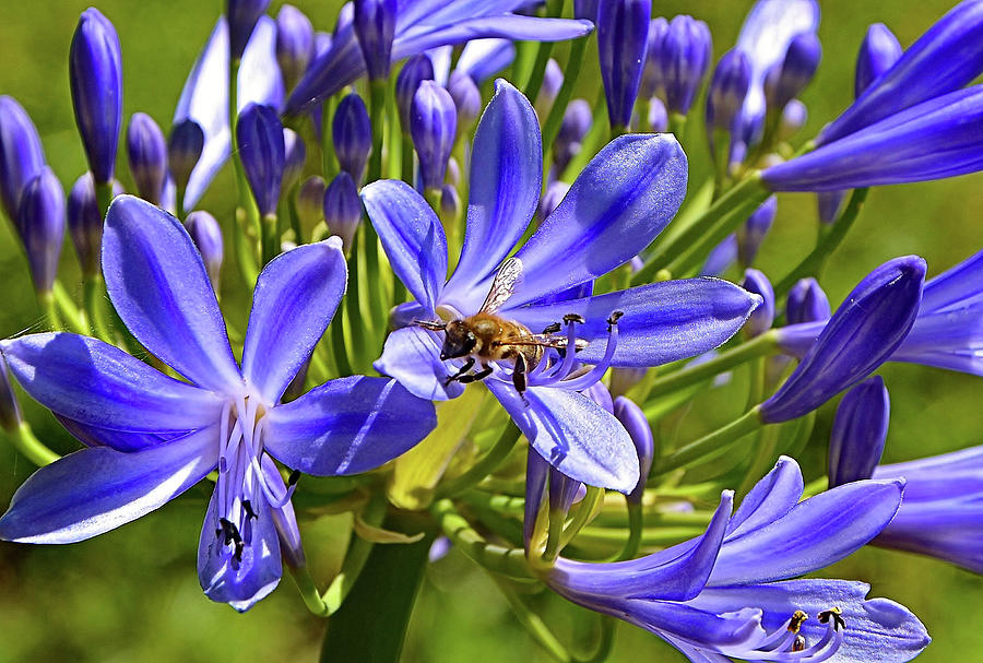 A Bee Poses in the Agapanthus  Photograph by Marilyn MacCrakin