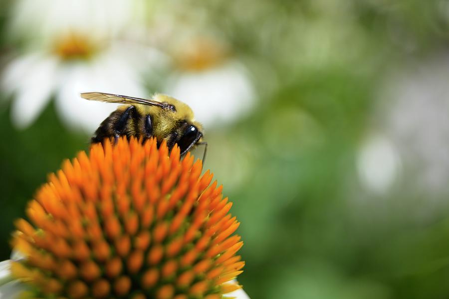 A Bee Sipping On Nectar Photograph By Alan Wu - Pixels