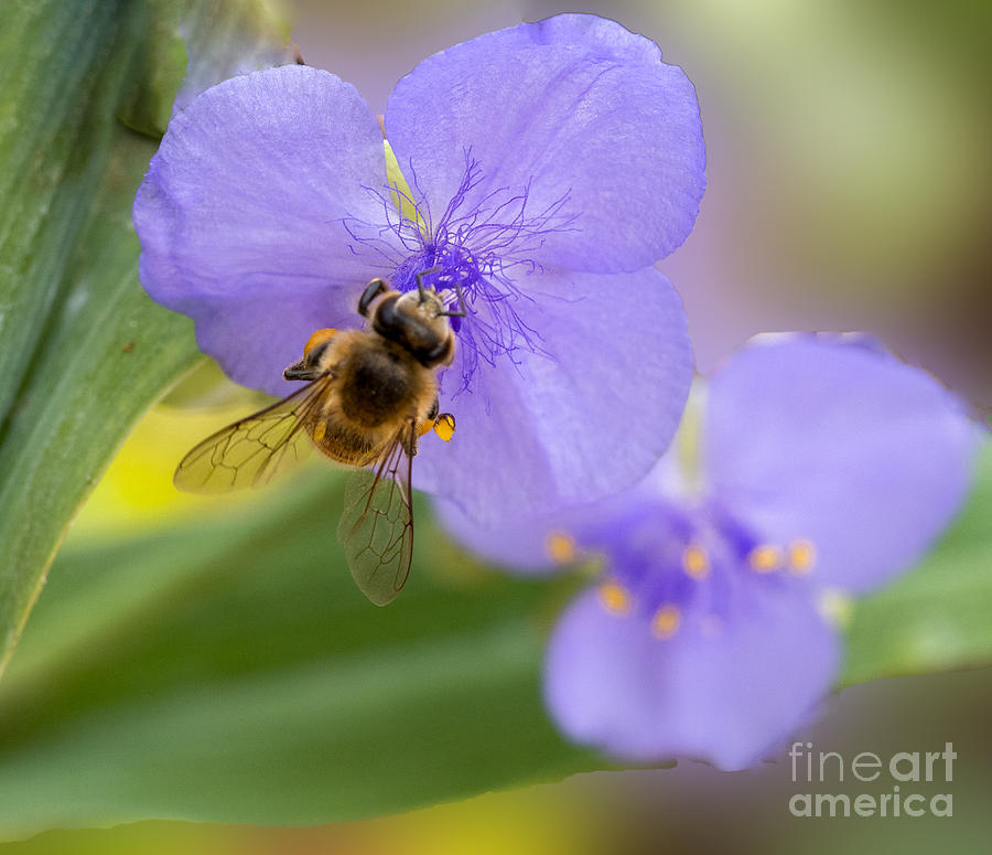 A Bee Visits a Purple Spiderwort Photograph by L Bosco