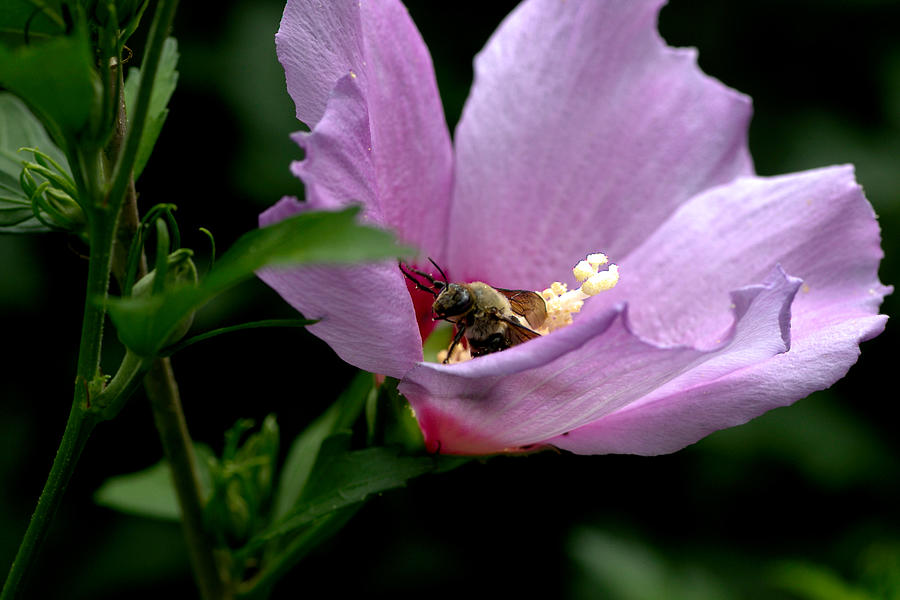 A Bee working a pink Rose of Sharon Digital Art by Ed Stines