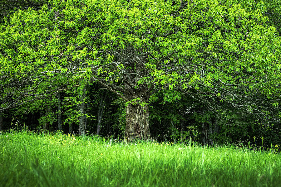A Beech Tree in the Spring Photograph by Alexios Ntounas