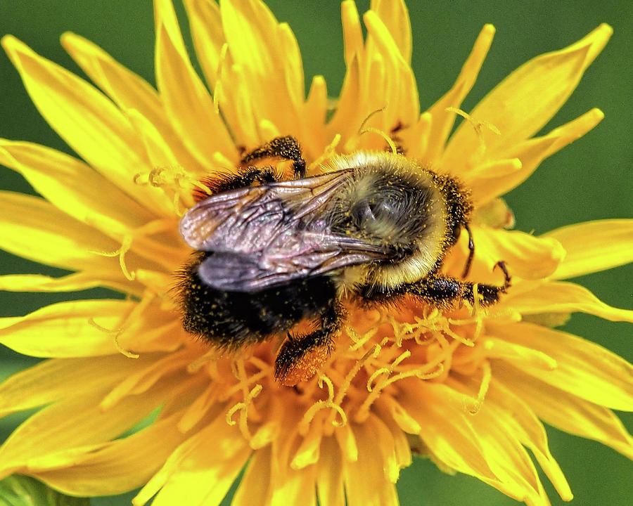 A Bees Life Photograph by Scott Olsen