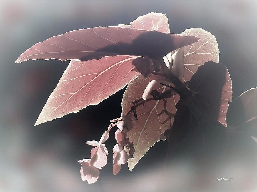 A Begonia in Dreamland Photograph by Angela Davies
