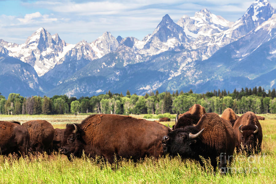 A bellering Bison and the Teton Range Photograph by Daryl L Hunter ...