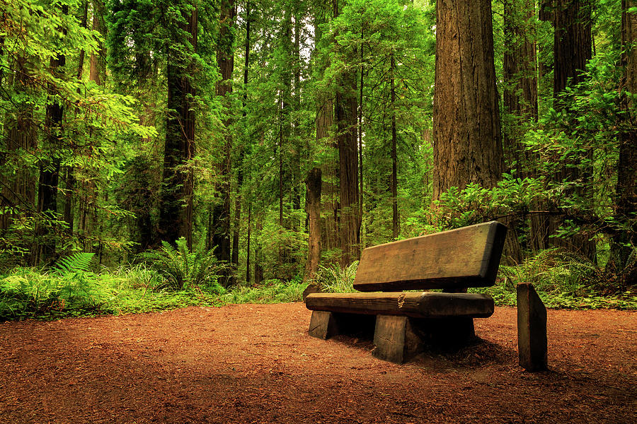 A Bench In The Redwoods Photograph by James Eddy
