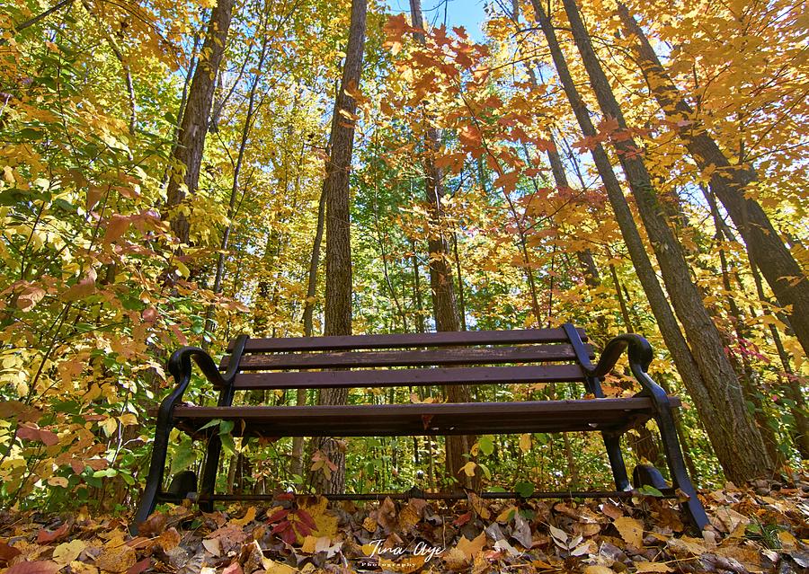 A bench in the woods Photograph by Tina Aye