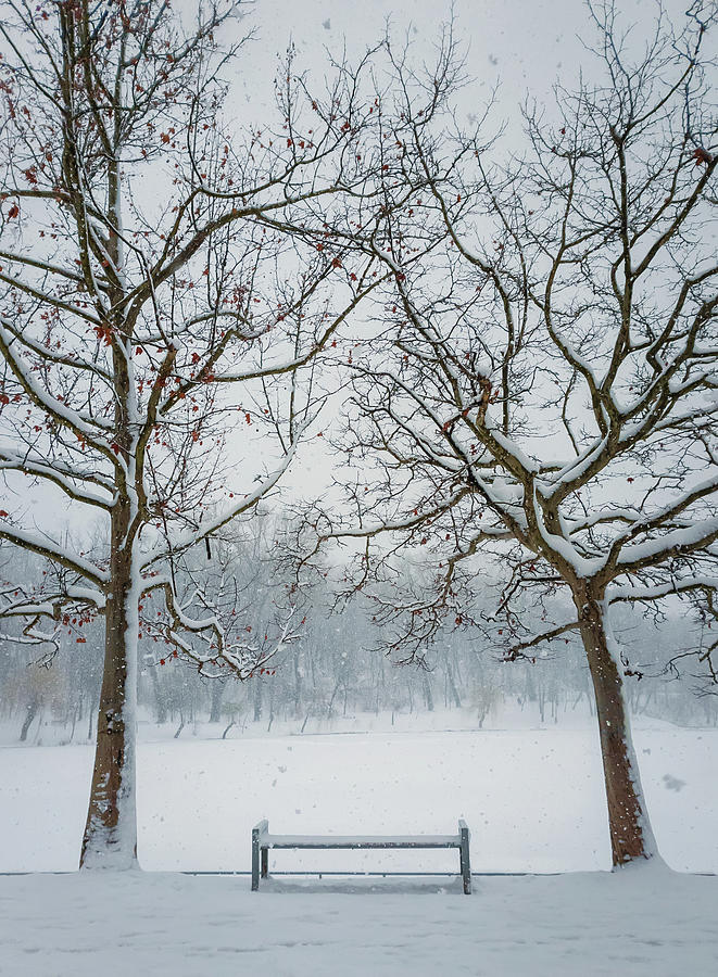 A Bench Under The Snowy Trees Photograph