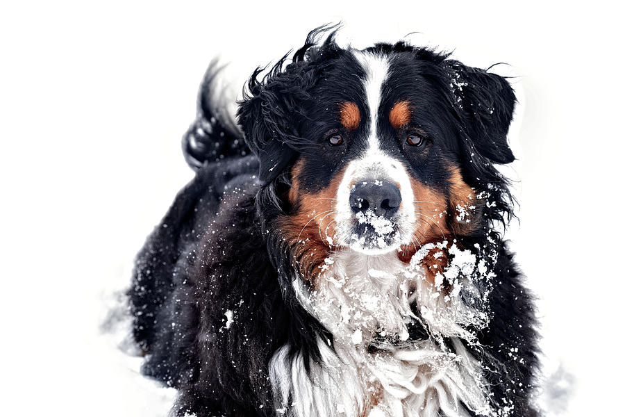 A Berners Snow Day Photograph by Lana Trussell