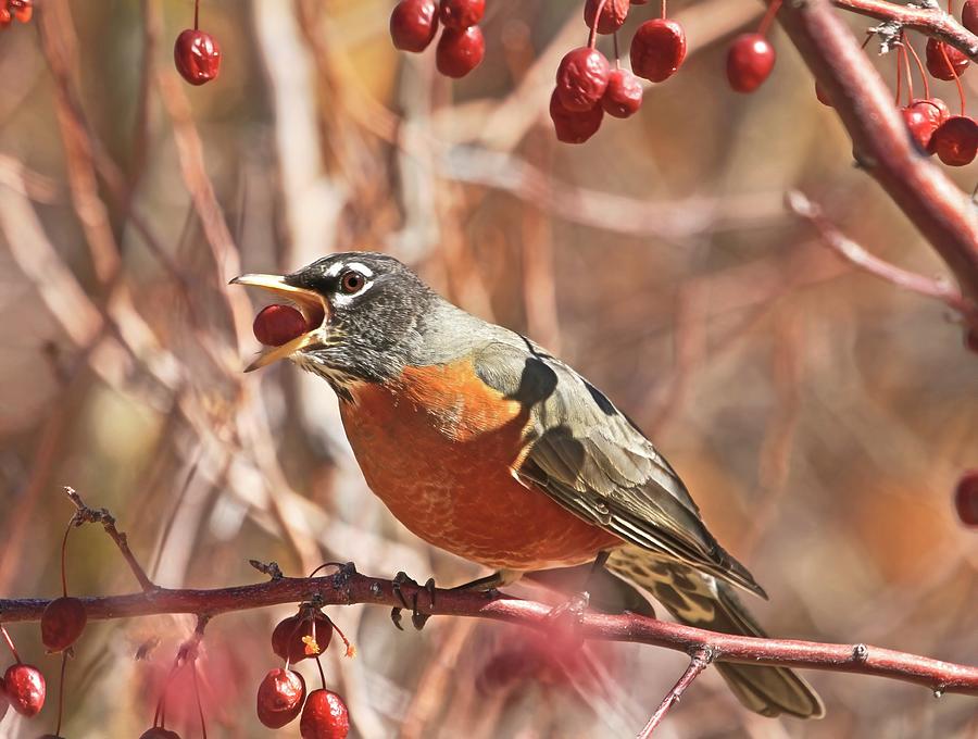 Robin Photograph - A Berry Mouthful by Donna Kennedy
