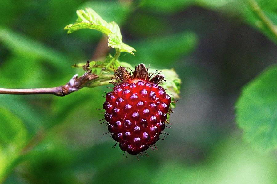 A Berry Red Berry Photograph by David Desautel