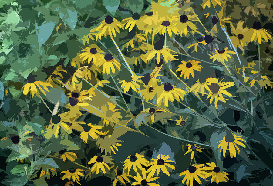 Flower Photograph - A Bevy of Black Eyed Susans - Cut Out by Suzanne Gaff