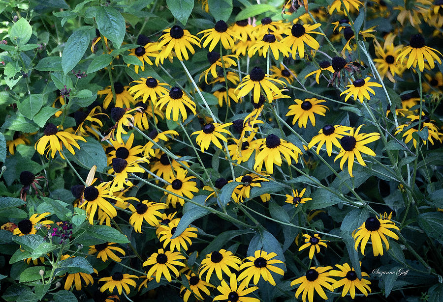 A Bevy Of Black Eyed Susans - Poster Edges Photograph