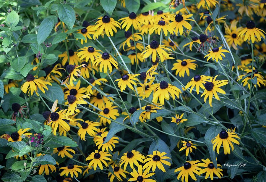 Flower Photograph - A Bevy of Black Eyed Susans by Suzanne Gaff