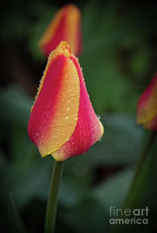 A Bicolor Tulip  Photograph by Robert Bales