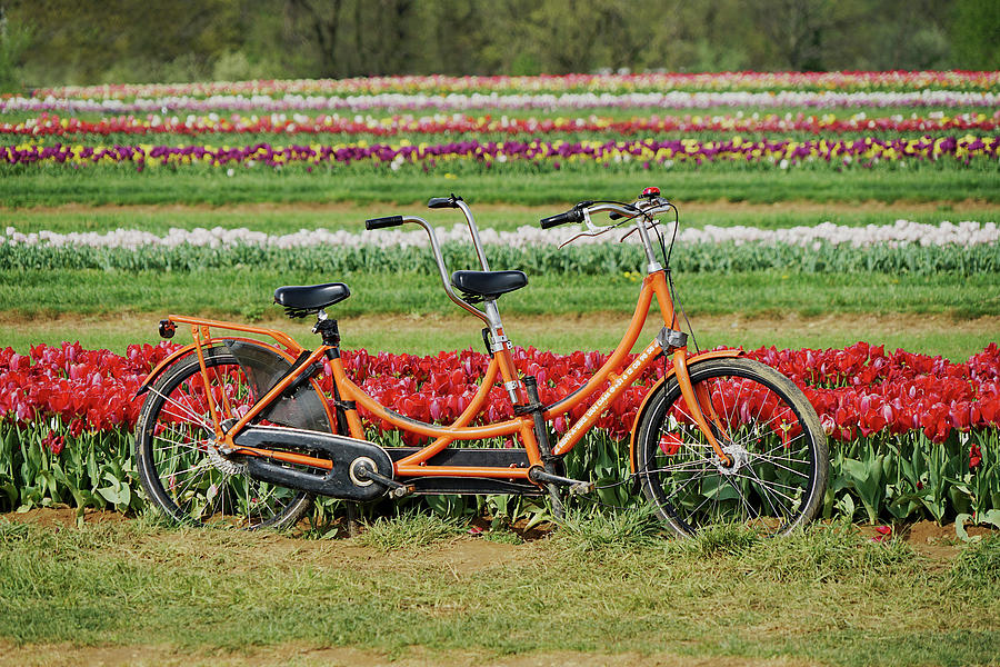 A Bicycle made for Tulips Photograph by Richard Reeve