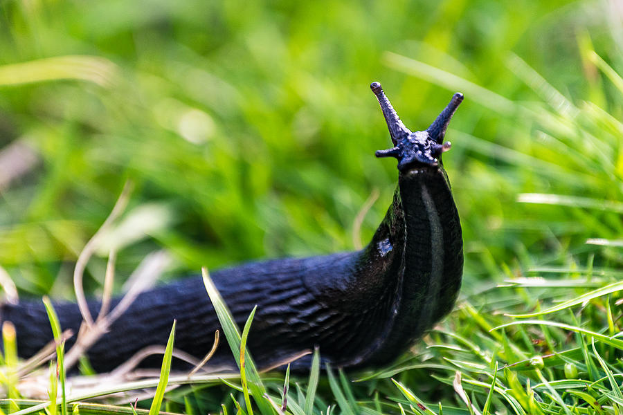 A big black slug Photograph by Lukasz Puch