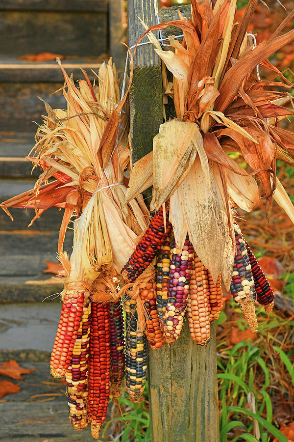 Fall Photograph - A Big Bunch Of Indian Corn by Robert Tubesing