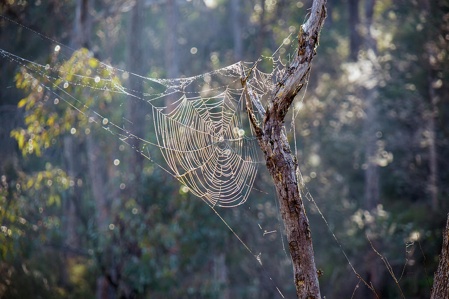 A Big Cobweb Photograph by Elaine Teague