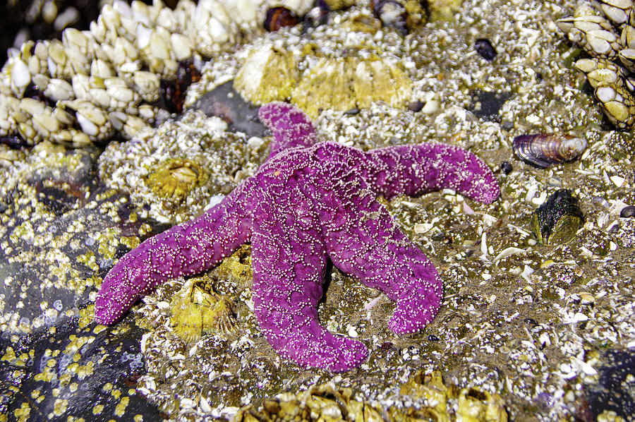 A big starfish  Photograph by Jeff Swan