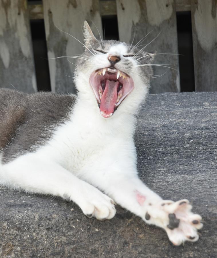 A BIG Yawn Photograph by Taikan Nishimoto