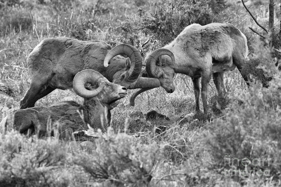 A Bighorn Challenger Black And White Photograph by Adam Jewell