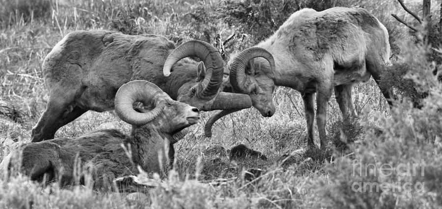 A Bighorn Challenger Panorama Black And White Photograph by Adam Jewell