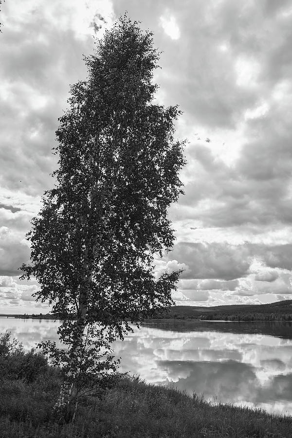 A Birch By The River Bw Photograph