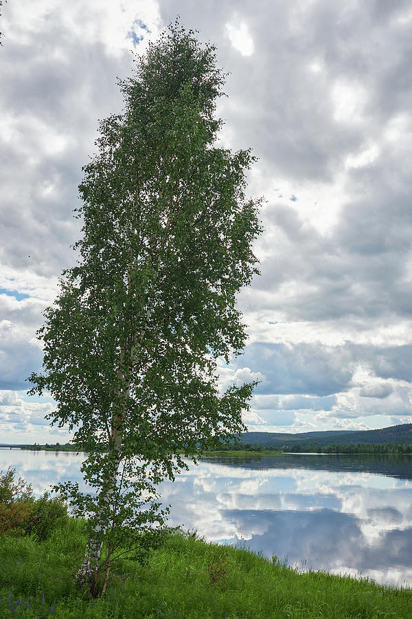 A Birch By The River Photograph