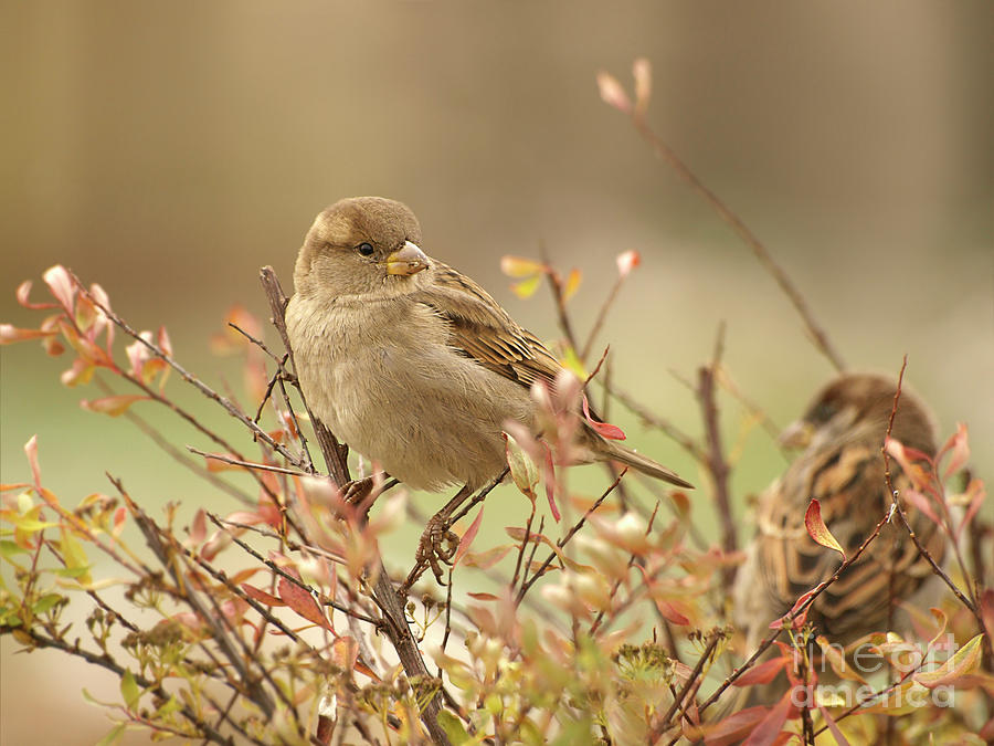 A Bird, A Couple Is Nesting For Winter Photograph by Tatiana Bogracheva