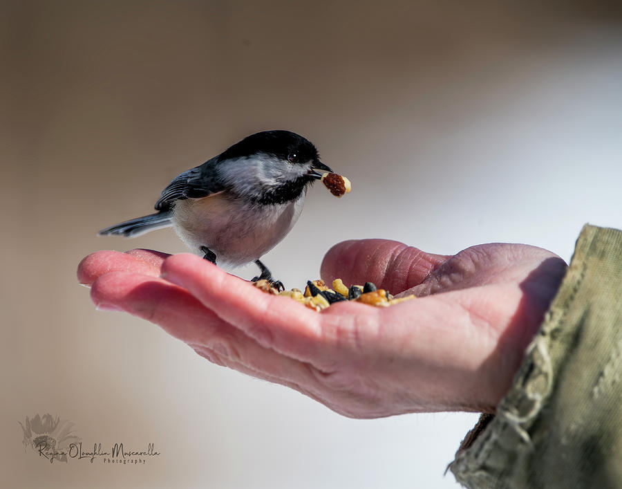 A Bird in the Hand Photograph by Regina Muscarella