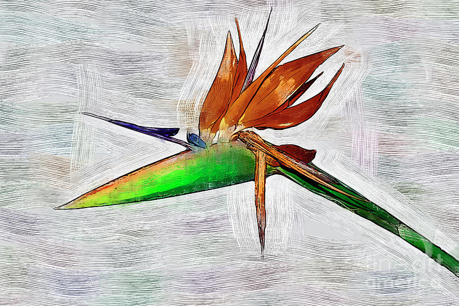 A Bird Of Paradise Bloom Digital Art by Kirt Tisdale