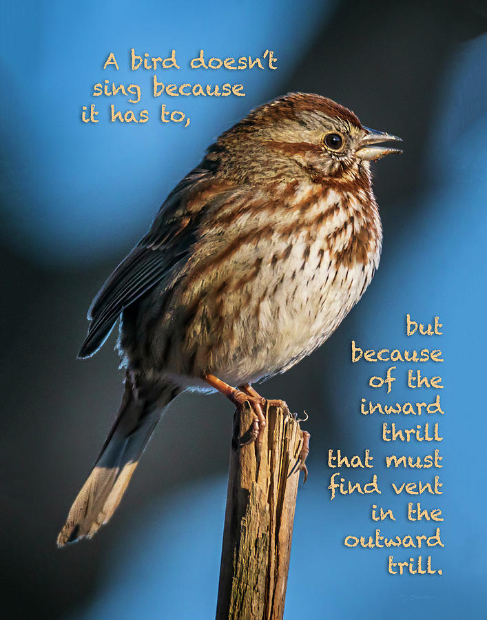 Sparrow Photograph - A Bird Sings Because by David Sams