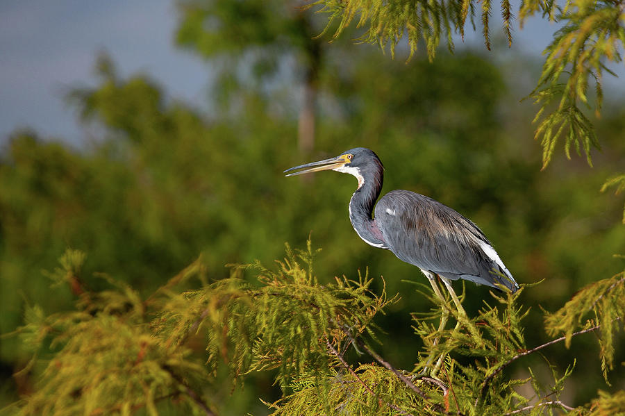 Heron Photograph - A Birds Eye View by Gina Fitzhugh
