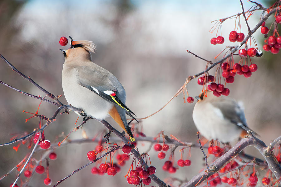 Bird Photograph - When The Fruit Falls In Your Mouth by Lieve Snellings