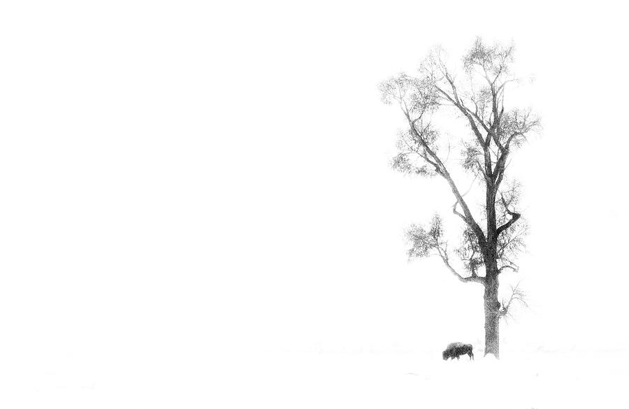 A Bison and a Tree Photograph by Max Waugh